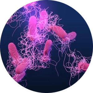 살모넬라균 이미지